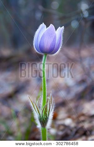 Beautiful Spring Purple Flower Pulsatilla Grows In The Forest At Spring Day. Pulsatlla Pratnsis. Pur
