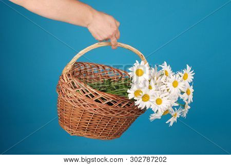 Сhamomile Flowers In The Wicker Basket In Hand On Blue Background