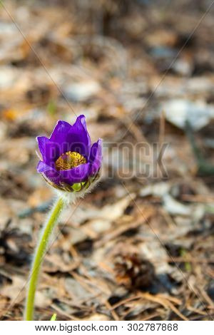 Beautiful Spring Purple Flower Pulsatilla Grows In The Forest At Spring Day. Pulsatlla Pratnsis. Pur