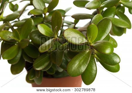 Money Tree Isolated On White Background