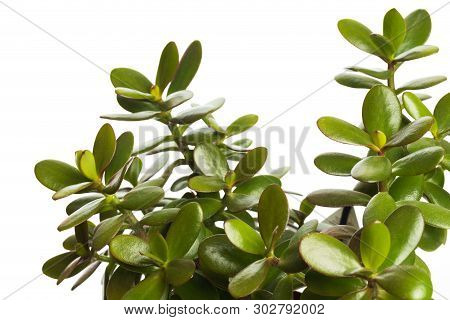 Money Tree Isolated On White Background- Image