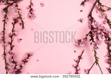 Peach Blossom On Pastel Pink Background. Fruit Flowers.