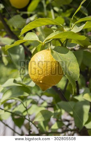 Ripe yellow lemon hanging on a branch. Sour lemon fruit hanging on a citrus tree branch among green leaves. Lemon grows in nature