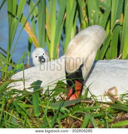 Cygnet And Mother
