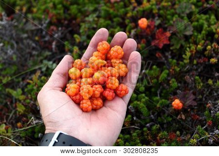 Fresh Orange Color North Cloudberries In Hand Palm, Tundra Russia