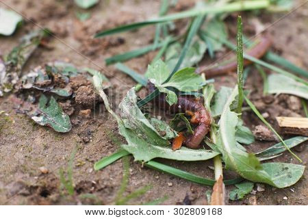 Worm On The Ground In The Grass