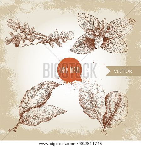 Herbs Sketch Set. Arugula Bunch, Mint Leaves, Basil And Bay Leaf. Hand Drawn Vector Illustrations. R