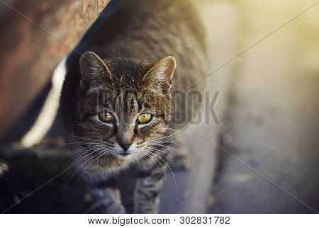 Cute Homeless Striped Pregnant Cat With Yellow Eyes, Standing On The Pavement And Looking Sad, Illum