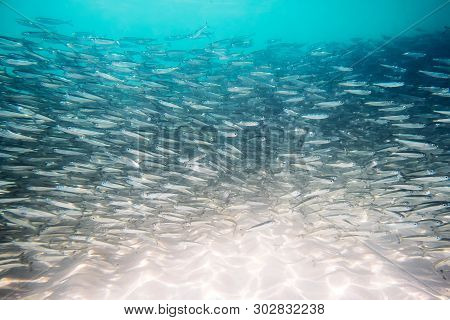 Shoal Of Fusilier Fish On Blue Background. Large Shoal Of Small Gray Fish Underwater In The Sea. Bac