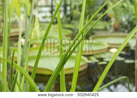 Thin Leaves Of Sedge In The Foreground And Large Round Leaves Of Victoria Amazonica On The Backgroun