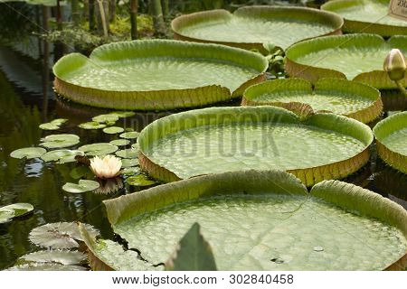 Victoria Amazonica Water Lily - The Largest Waterlily Nymphaeaceae. Many Leaves Of Victoria Amazonic