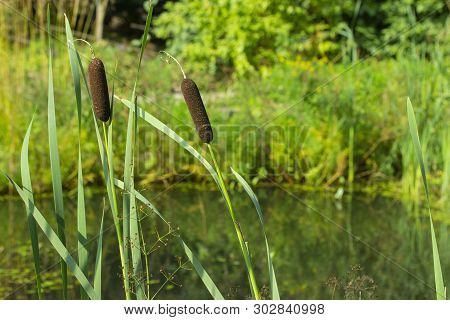 Reedmace Cane Reed Rush Sedge Matured Inflorescence Of Cattail Reed Rogoz Near The Shore Of The Lake