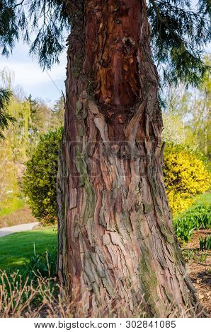 Calocedrus Decurrens (torrey) Florin, Calocedrus , Incense Cedar. Tree In The Botany In Niemcza, Pol