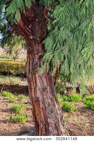 Calocedrus Decurrens (torrey) Florin, Calocedrus , Incense Cedar. Tree In The Botany In Niemcza, Pol