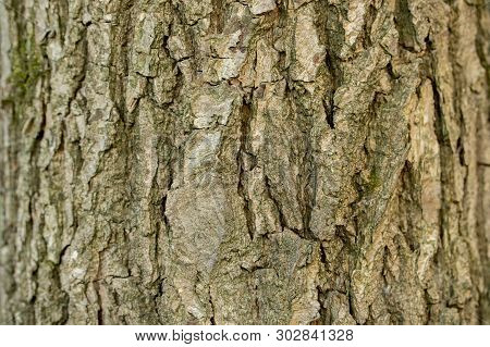 Aspen Tree Bark Ash, Texture Background Close-up. Brown Old Tree Bark With Numerous Furrows. Tree Tr