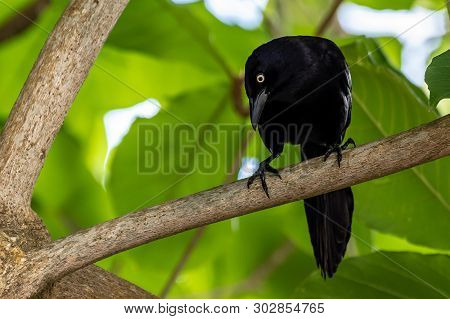 The adult male Greater Antillean Grackle (Quiscalus Niger), a glossy black bird with a large tail and yellow irises. It eats anything that can fit in its mouth - fruits, bread, plant matter.