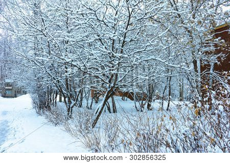 Winter's Tale, Lovely Winter Scenery, Winter Park in Snow, Whitened Spruce Branch with a Snowy Forest in the Background, Snow-Covered Trees in the City Park, Snowing, Winter Park Background