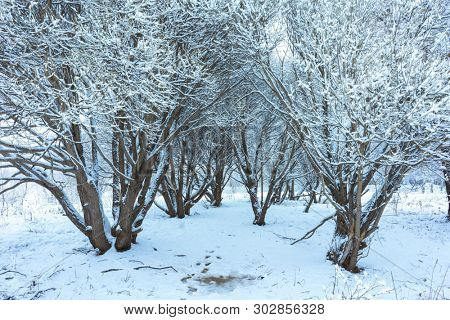 Winter's Tale, Lovely Winter Scenery, Winter Park in Snow, Whitened Spruce Branch with a Snowy Forest in the Background, Snow-Covered Trees in the City Park, Snowing, Winter Park Background