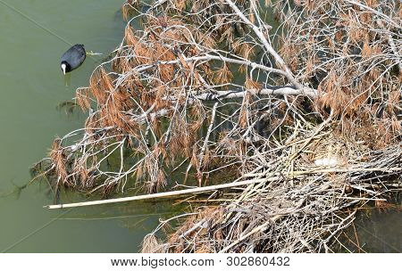 Duck Nest In Foix River Mouth In The Province Of Barcelona