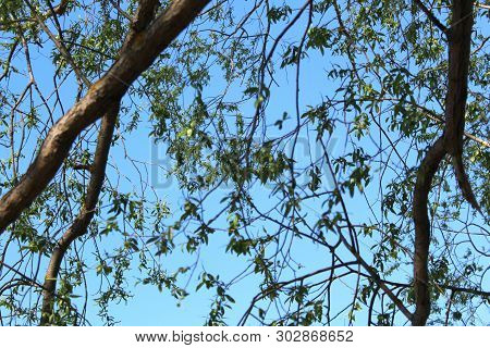 Green Branches Of A Tree Are Against The Blue Sky