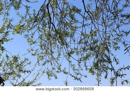 Green Branches Of A Tree Are Against The Blue Sky