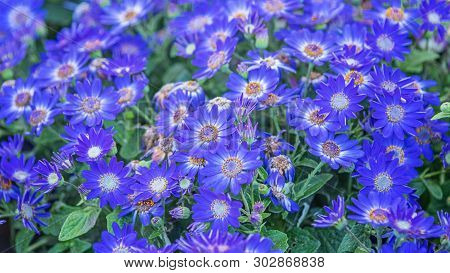 Senetti-cinerarien, Pericallis Hybrida, Cineraria, Florist's Cineraria, Common Ragwort. Ornamental B