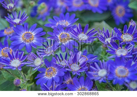 Senetti-cinerarien, Pericallis Hybrida, Cineraria, Florist's Cineraria, Common Ragwort. Ornamental B