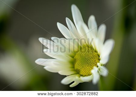 Chrysanthemum Flower. Closeup Of White Chrysanthemum. Floral Natural Background.