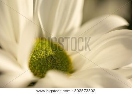 Chrysanthemum Flower. Closeup Of White Chrysanthemum. Floral Natural Background.
