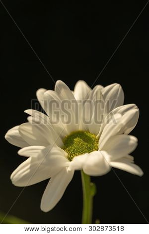 Chrysanthemum Flower. Closeup Of White Chrysanthemum. Floral Natural Background.