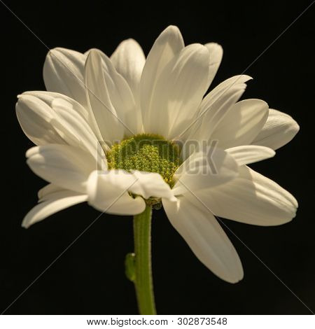Chrysanthemum Flower. Closeup Of White Chrysanthemum. Floral Natural Background.