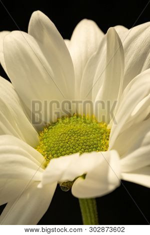 Chrysanthemum Flower. Closeup Of White Chrysanthemum. Floral Natural Background.