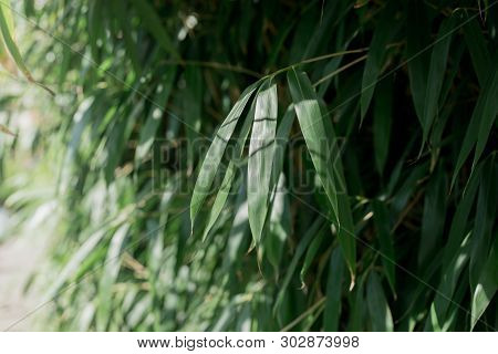 Pseudosasa Japonica, Tropical Green Plant, Leaves Background