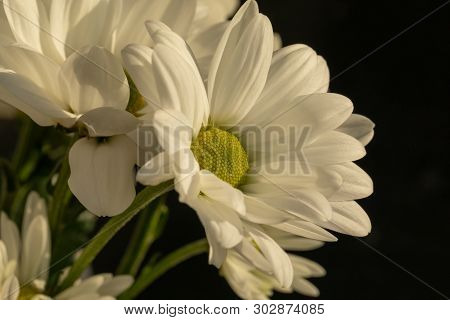 Chrysanthemum Flower. Closeup Of White Chrysanthemum. Floral Natural Background.