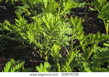 Young Shoots Of Wormwood On A Blurred Background. Wormwood Plant Used For Herbal Medicine.