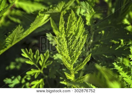 Young Shoots Of Wormwood On A Blurred Background. Wormwood Plant Used For Herbal Medicine.