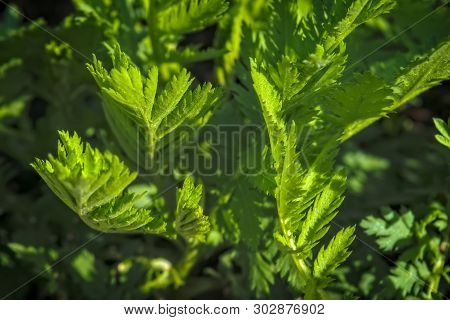 Young Shoots Of Wormwood On A Blurred Background. Wormwood Plant Used For Herbal Medicine.