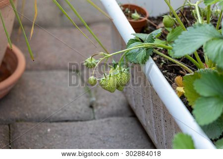 Remontant Strawberry In The Balcony Boxes. Perpetual Strawberry