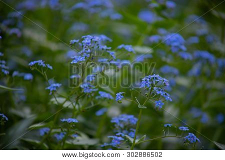 Brunnera Sibirica, Blue Flowers Forget-me-not Close Up, Blue Small Flowers On A Flower Bed