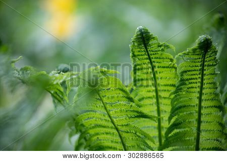 Beautyful Ferns Leaves Green Foliage Natural Floral Fern Background In Sunlight.