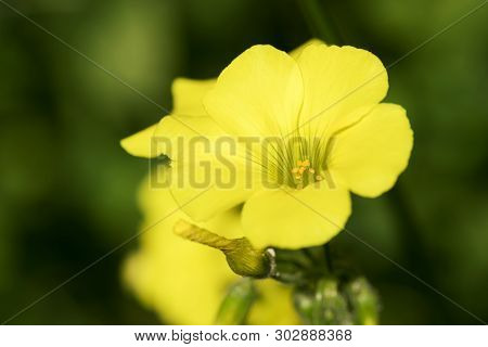 Beautiful Yellow Flower Close Up In Green Brur Background, Young Oilseed Flower