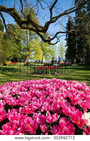 Tulip Festival In Morges City Park In Switzerland