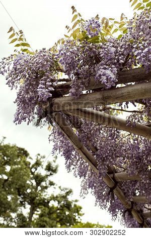 Wisteria Flowers Hanging Through A Trellis Is Kyoto, Japan.