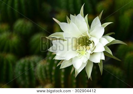 Echinopsis Subdenudata Shows Fully Blossom Of White Flower With Fragrant.