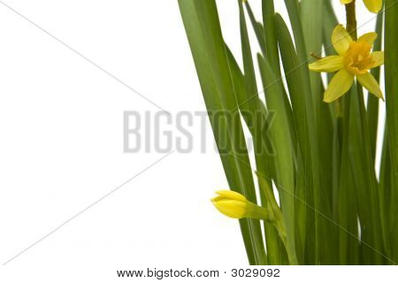 Daffodiles
