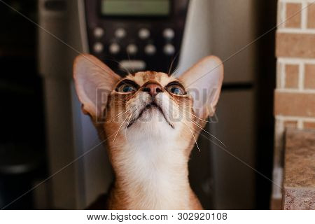 The Abyssinian And Red Cat , A Portrait