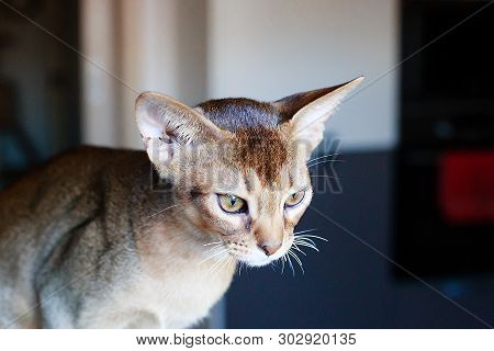 The Abyssinian And Red Cat , A Portrait