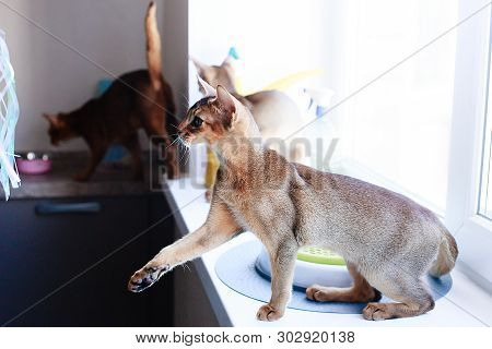 The Abyssinian Kittens A Play The Funny