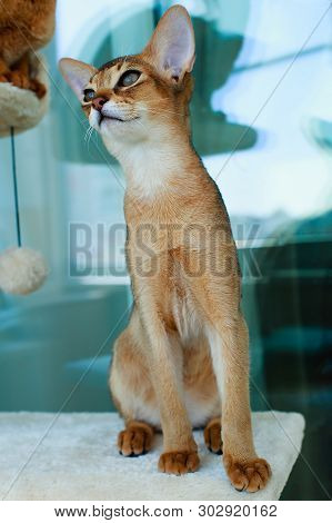 The Abyssinian And Red Cat , A Portrait