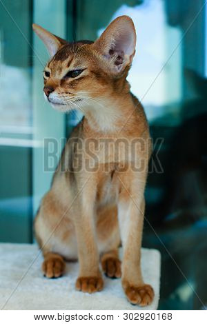 The Abyssinian And Red Cat , A Portrait